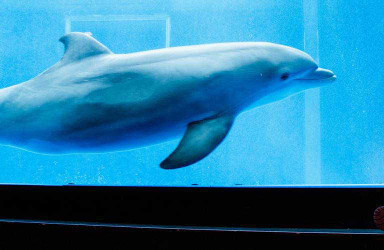 Parchi Tematici A Riccione Biglietti Sconti Aquafan